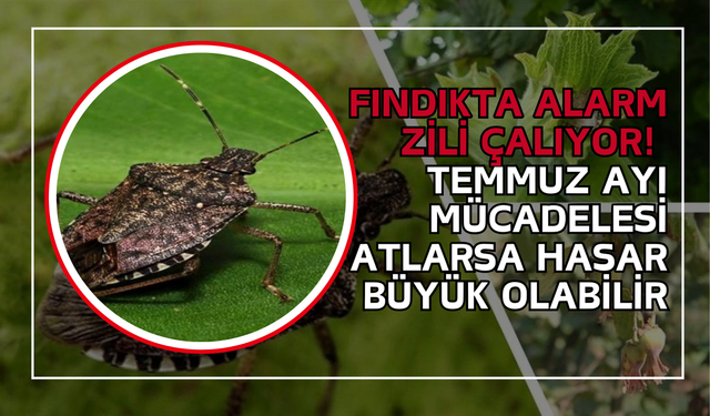 Fındıkta Alarm Zili Çalıyor! Temmuz Ayı Mücadelesi Atlarsa Hasar Büyük Olabilir