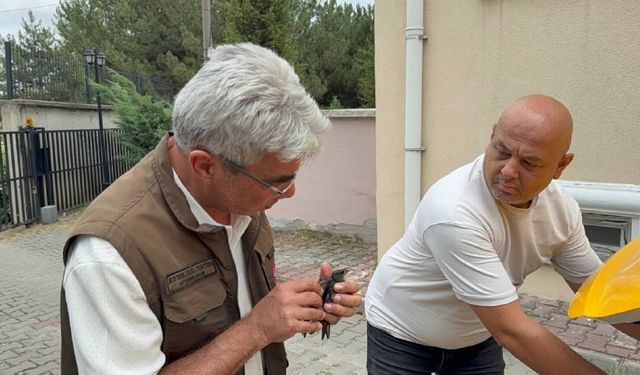 Karabük’te bitkin halde bulunan ebabil kuşu tedavi altına alındı