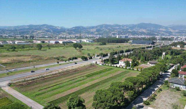 Karadeniz’in en büyük fidanlığı, yangın bölgelerine on binlerce fidan göndermeye hazır