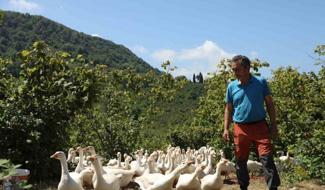 Ordu’da ‘alım garantili’ kaz yetiştiriciliği yaygınlaşıyor