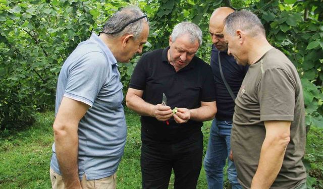 Trabzon’da 2025 fndık rekoltesi için çotanak sayımı başladı