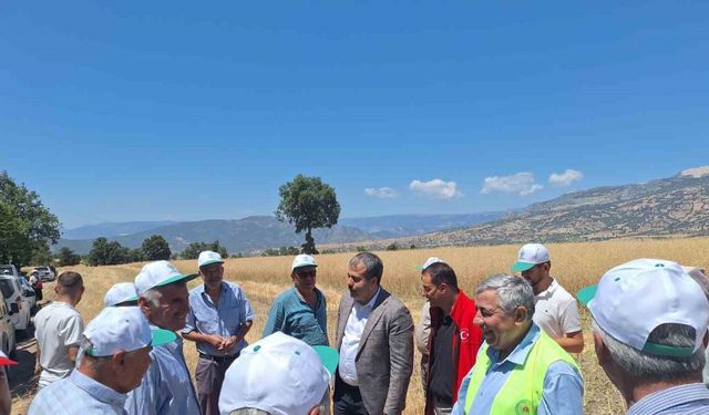 Vezirköprü’de kanola hasadı başladı