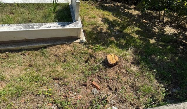 Ordu’da “Mezarlıkta Ağaç Kesimi” Tartışması: Olayın Aslı Ortaya Çıktı