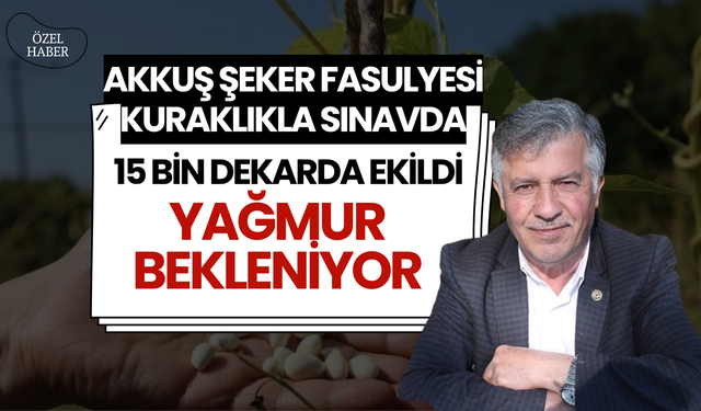 Akkuş Şeker Fasulyesi Kuraklıkla Sınavda