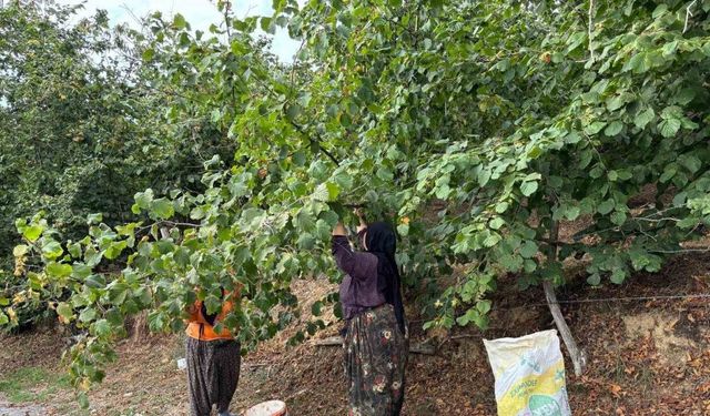 Fındık üreticileri hasat yapmaya başladı