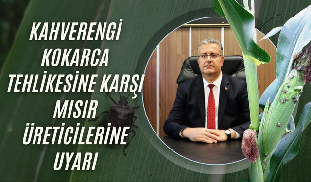 Kahverengi Kokarca Tehlikesine Karşı Mısır Üreticilerine Uyarı