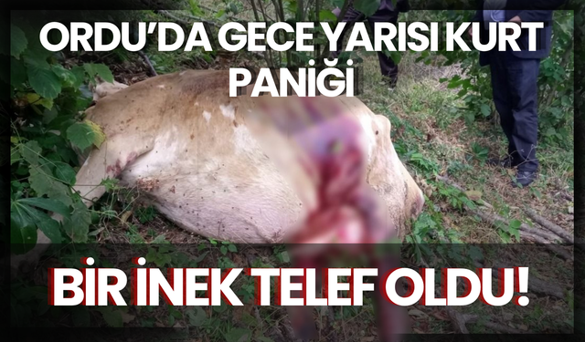 Ordu’da Gece Yarısı Kurt Paniği: Bir İnek Telef Oldu
