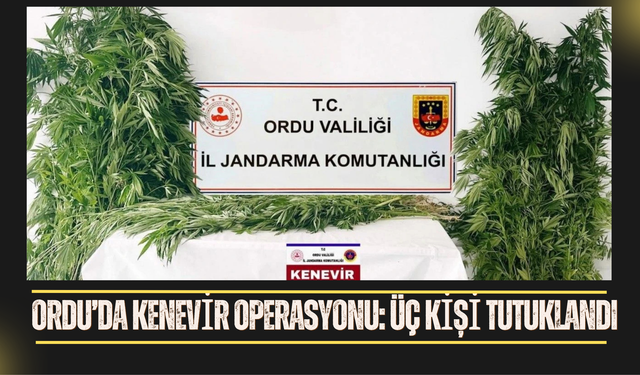 Ordu’da Kenevir Operasyonu: Üç Kişi Tutuklandı