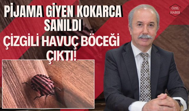 Pijama Giyen Kokarca Sanıldı, Çizgili Havuç Böceği Çıktı!