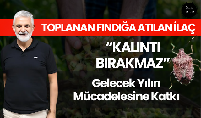 Toplanan Fındığa Atılan İlaç, “Kalıntı Bırakmaz”