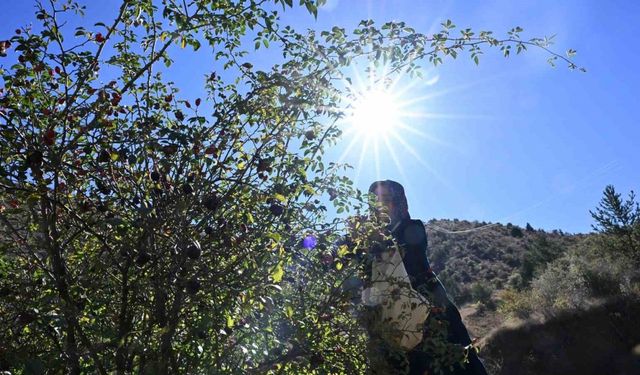 Gümüşhane’nin ’dikenli gülü’ kuşburnu, zahmetli yolculukla sofraya geliyor