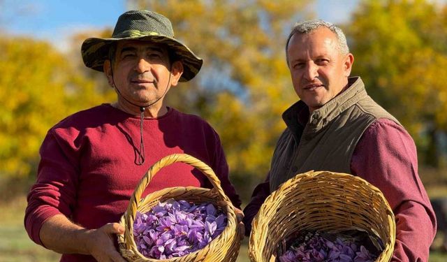 AB tescilli safranın hasadı sürüyor