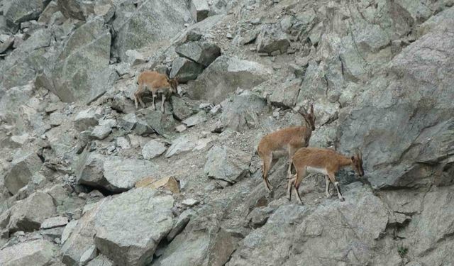 Artvin’de dağ keçileri drone kamerasına yansıdı