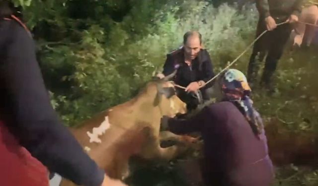 Artvin’de uçuruma düşen inek itfaiye ekiplerinin zorlu operasyonuyla kurtarıldı
