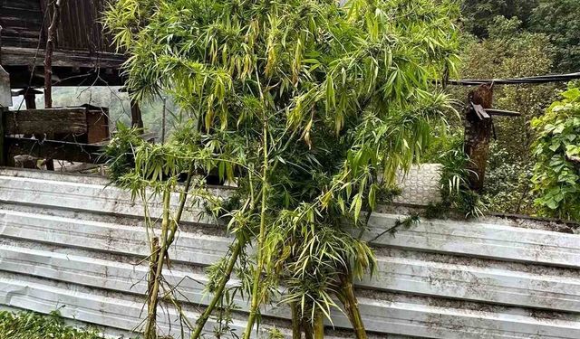 Artvin’de uyuşturucu operasyonu: 5 gözaltı