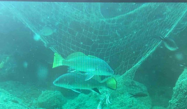 Denizlerin sessiz katili: Hayalet ağlar