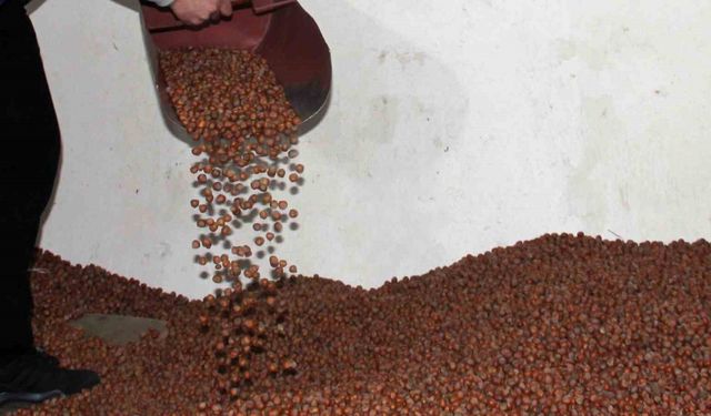 Fındıkta serbest piyasa düşüşte, Tarım Kredi en yüksek alımı yapıyor