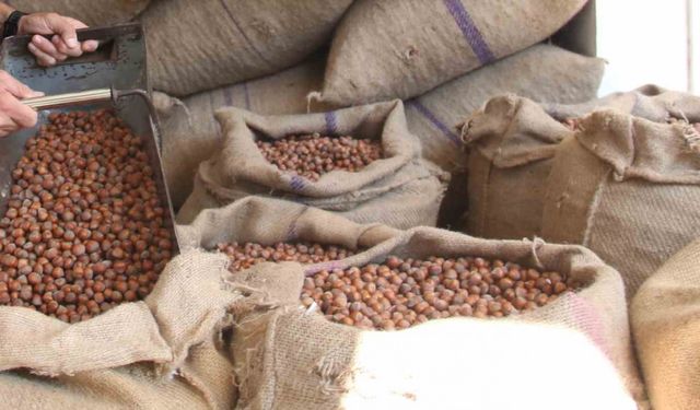 Fındıkta üreticinin 400 lira hedefi başka bahara kaldı