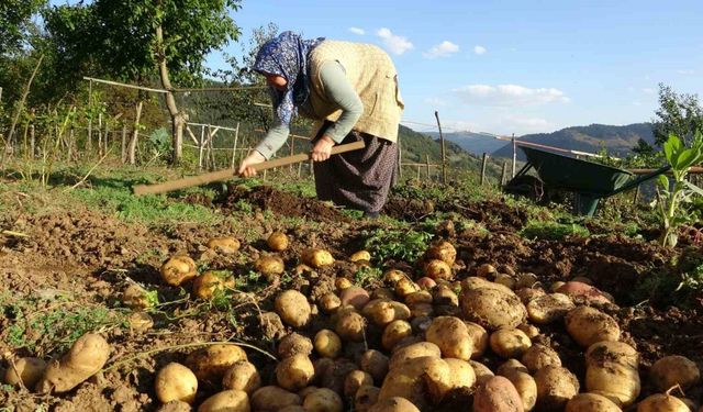 Giresun yaylalarında patates hasadı başladı