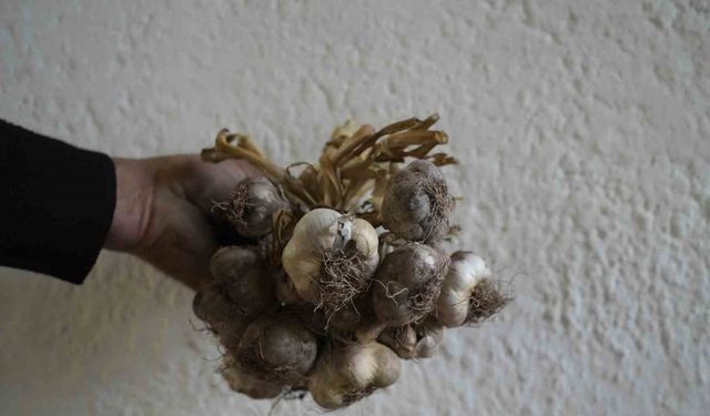 Gümüşhane’de ata tohumu "siyah sarımsak" tescil yolunda