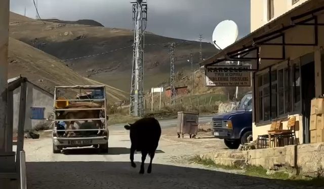 İneklerin yayladan hüzünlü ayrılığı sosyal medyada viral oldu