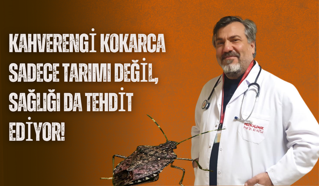 Kahverengi Kokarca Sadece Tarımı Değil, Sağlığı da Tehdit Ediyor!