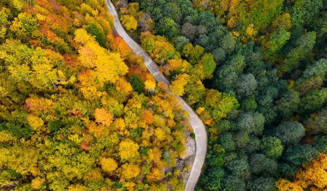 Örümcek Ormanları’nda renklerin muhteşem dansı