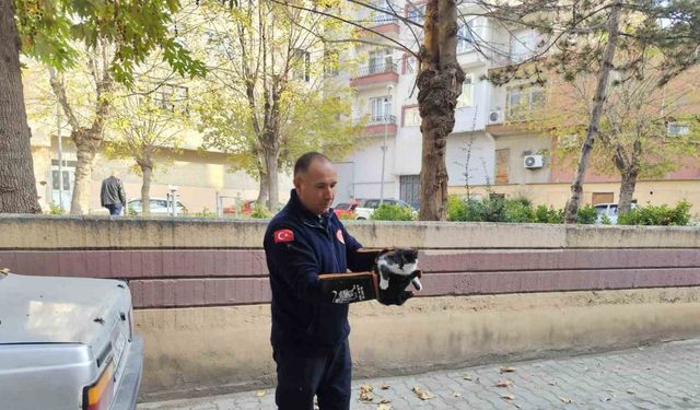 Ağaçta mahsur kalan kedi itfaiyeyi seferber etti