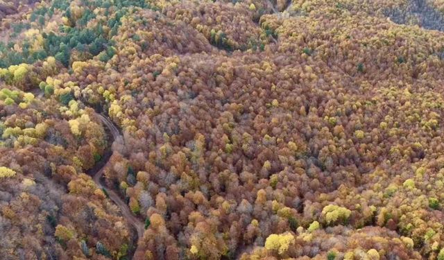Bolu’da ormanlık alanlarda sonbahar güzelliği