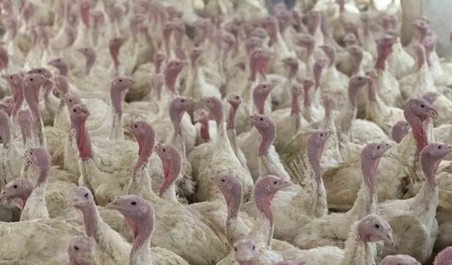 Bolu’da üreticilere "kuş gribi" uyarısı