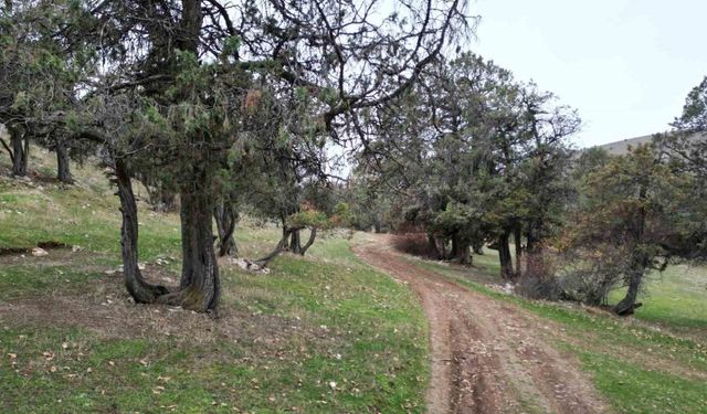 Bu ormana asırlardır balta girmiyor, kuruyup yıkılan ağaçlarda ormanda bırakılıyor