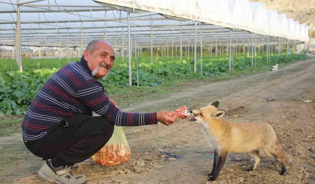 Çiftçi ile tilkinin sıra dışı dostluğu: Serasını koruyan tilkiyi et ve dönerle besliyor