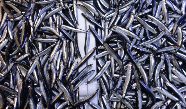 Denizdeki hamsi bolluğu ihracat rakamlarına yansımadı