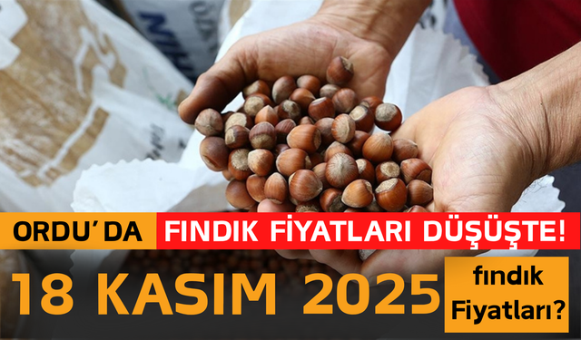 Ordu’da Fındık Fiyatları Düşüşte! 18 Kasım 2025 fındık Fiyatları?
