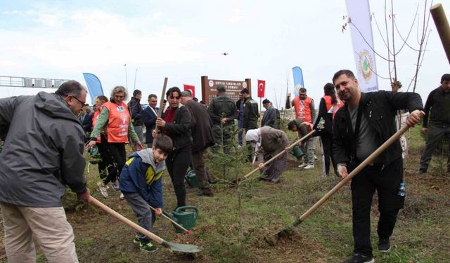 Gerze’de şehit orman görevlileri anısına fidan dikildi
