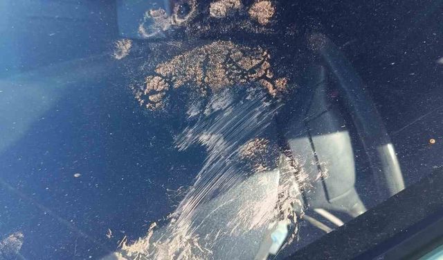 Gümüşhane’de ayı park halindeki araca saldırdı