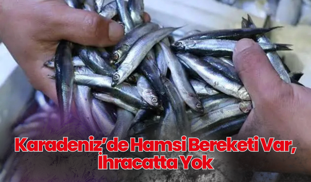 Karadeniz’de Hamsi Bereketi Var, İhracatta Yok