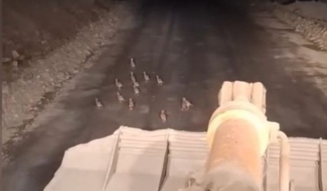 Keklik yavrularını fark edince çalışmasını durdurdu