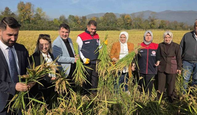 Konuralp pirincinde "damlama sulama" bereketi