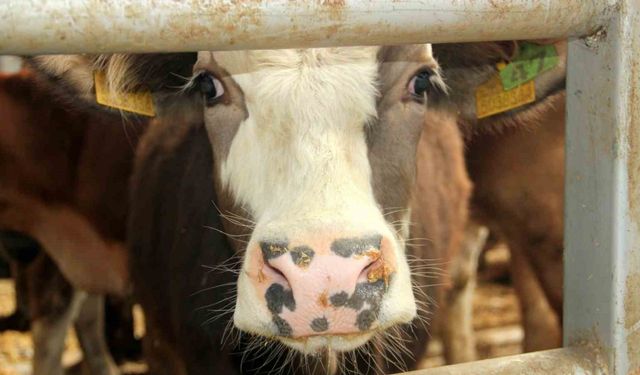 Mudurnu’da şap nedeniyle 18 köy ve 4 mahalle karantinaya alındı