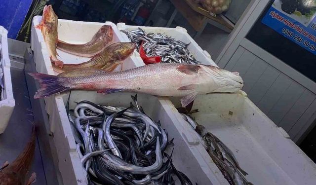 Oltayla yakalanan deniz levreği 9 bin liraya satıldı
