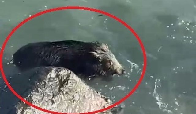 Ordu’da denizde yaban domuzu görüntülendi