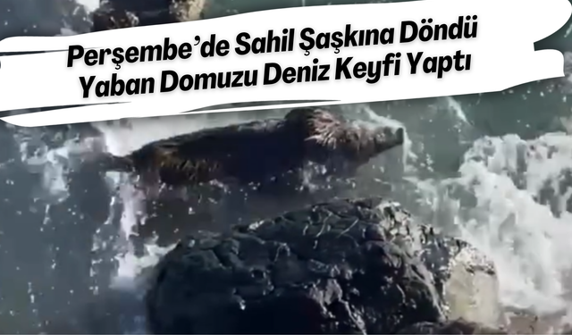 Perşembe’de Sahil Şaşkına Döndü: Yaban Domuzu Deniz Keyfi Yaptı