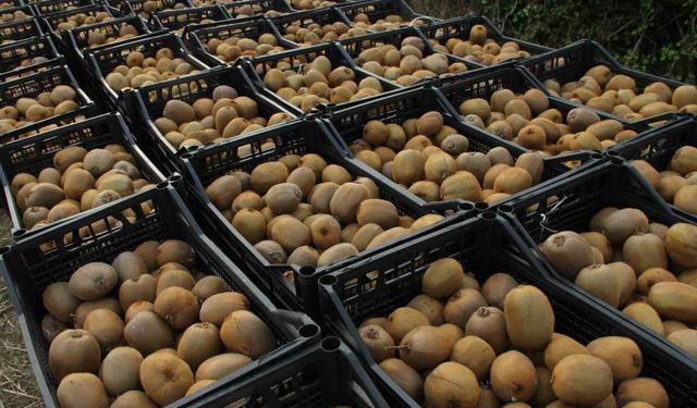 Samsun’da ‘2025 Yılı Kivi Hasat Etkinliği’