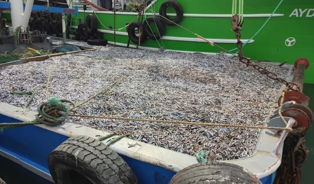 Sinop’ta hamsi denetimleri