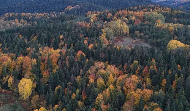 Sinop’ta sonbaharda renk cümbüşü yaşanıyor