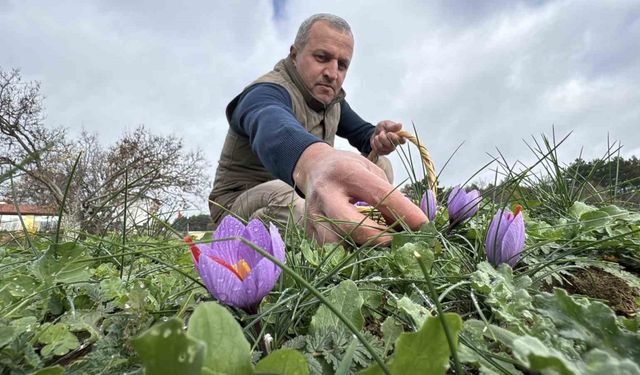Soğuk ve yağışlı hava ‘dünyanın en pahalı baharatı’nda hasat süresini uzattı