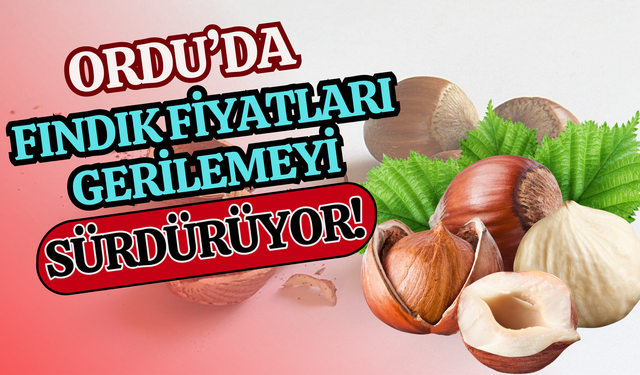 Ordu’da Fındık Fiyatları Gerilemeyi Sürdürüyor