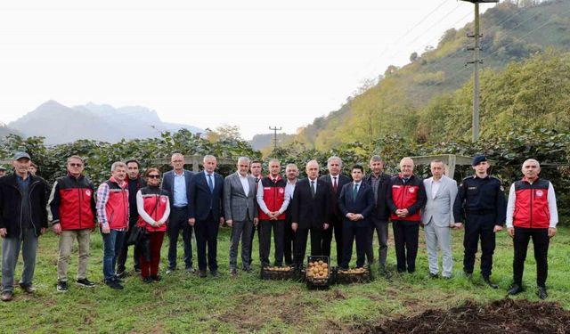 Tescilli Ordu kivisinde hasat başladı: İlin ekonomisine 520 milyon TL katkı