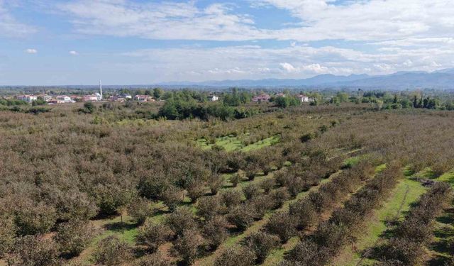 Verimli topraklar ağaçlarla kaplanıyor: Çarşamba Ovası tarımdan uzaklaşıyor